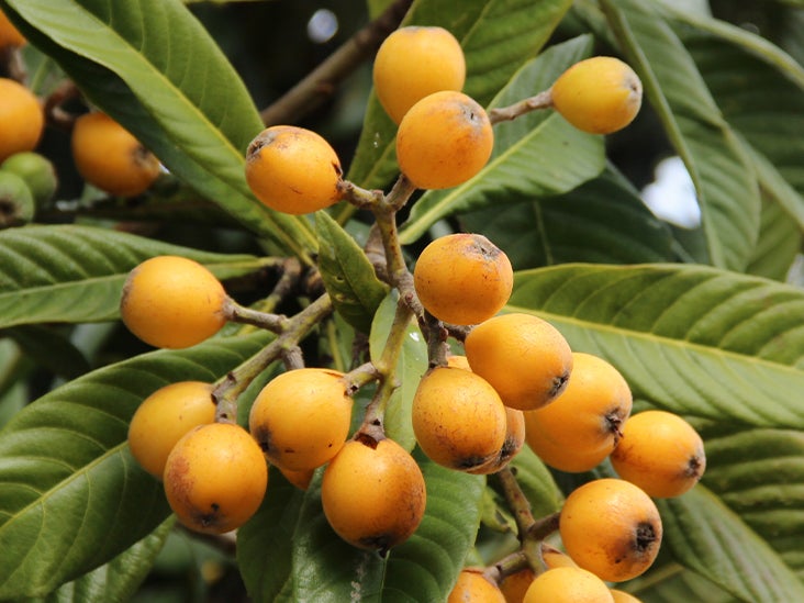 Eriobotrya japonica Tree 12 “-24” inches height Loquat Live Tropical Fruit