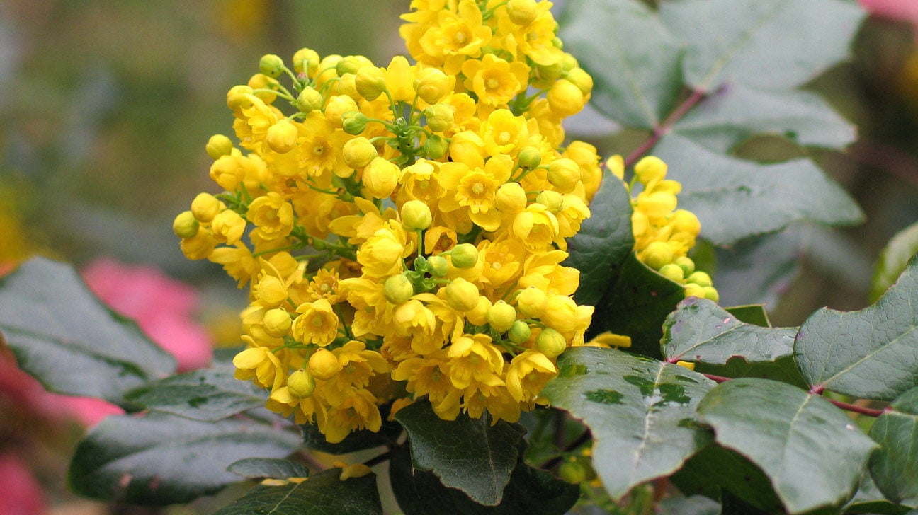 What Is Oregon Grape? Uses and Side Effects