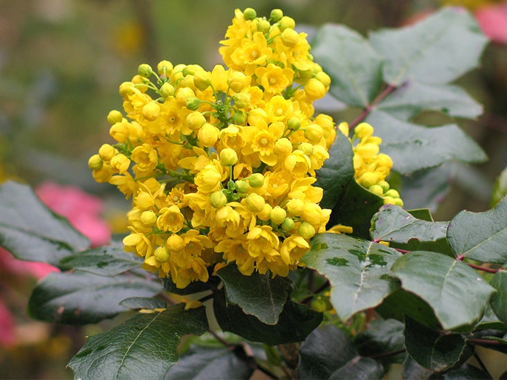 What Is Oregon Grape? Uses and Side Effects