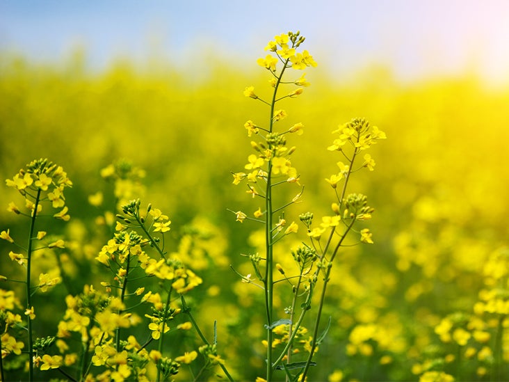 Rapeseed Oil (Canola Oil): Uses, Benefits, and Downsides