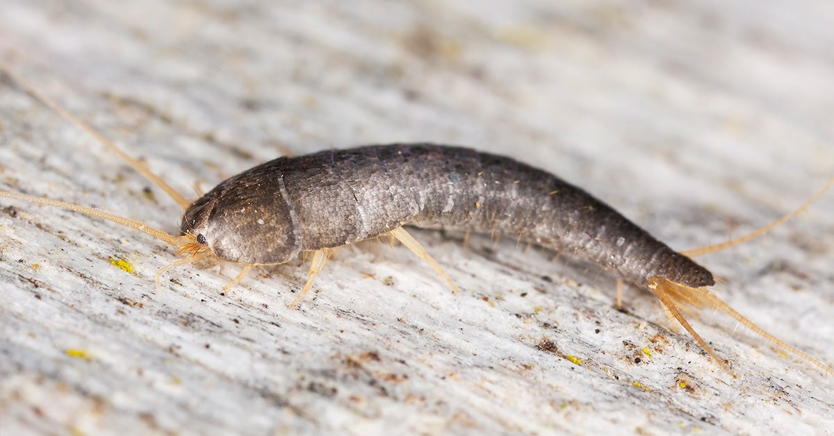 silverfish larvae