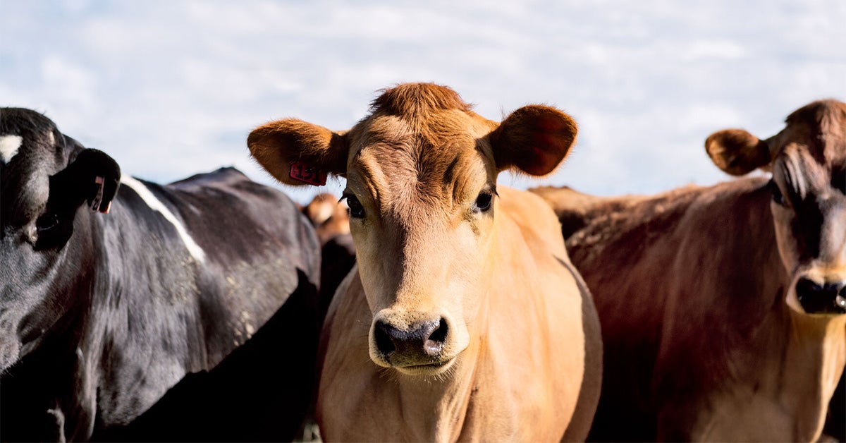 Bovine Collagen Benefits Forms And Uses