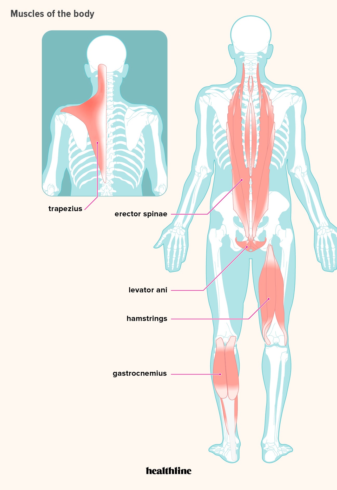 How Many Muscles Are In The Human Body Plus A Diagram