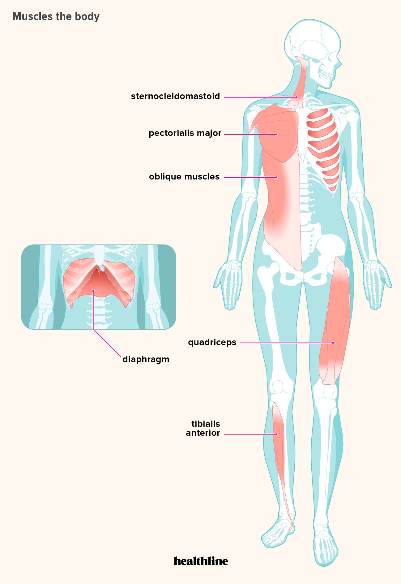 What is the largest muscle group in the human body How Many Muscles Are In The Human Body Plus A Diagram