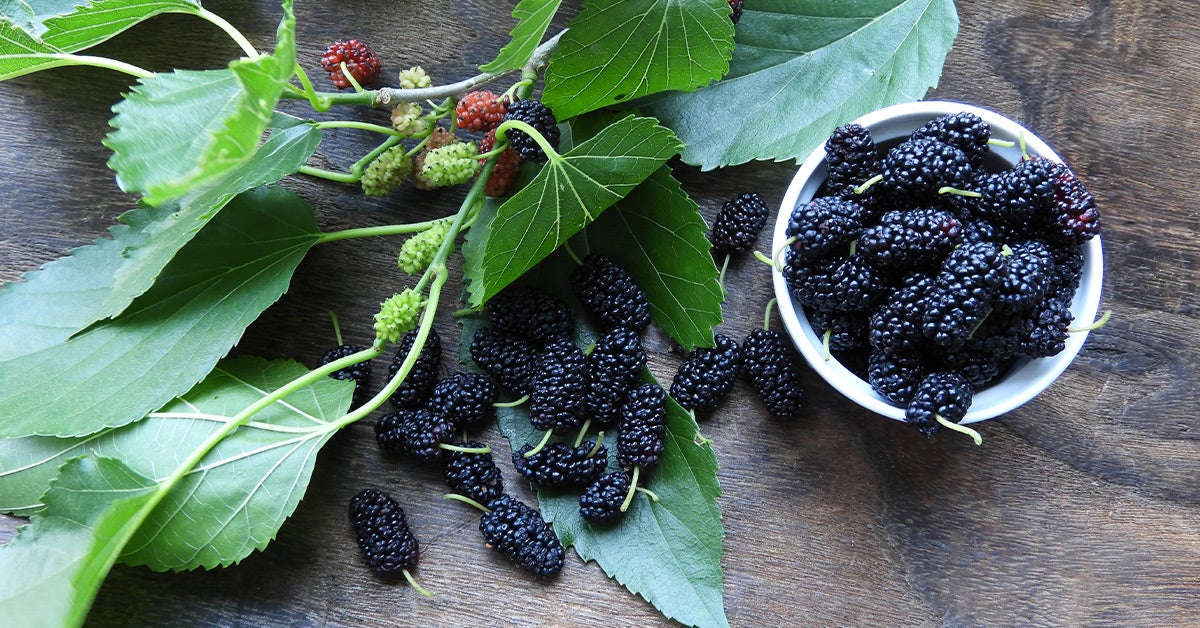 are mulberry trees safe for dogs