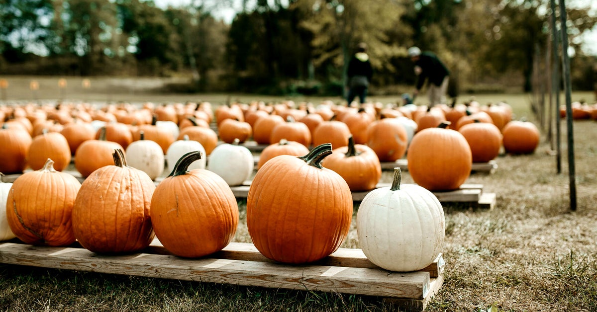 Is Pumpkin Good For Diabetics