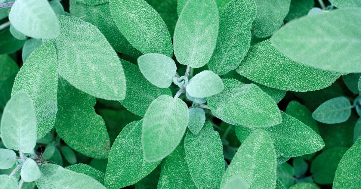 Sage: Herbs And Their Meanings