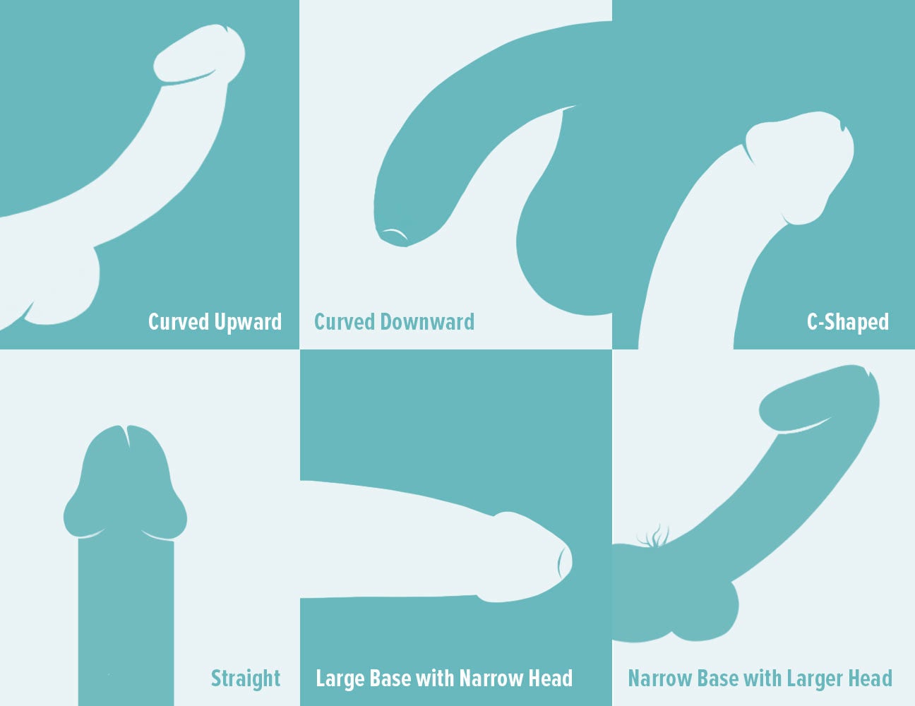 Different penis sizes pictures