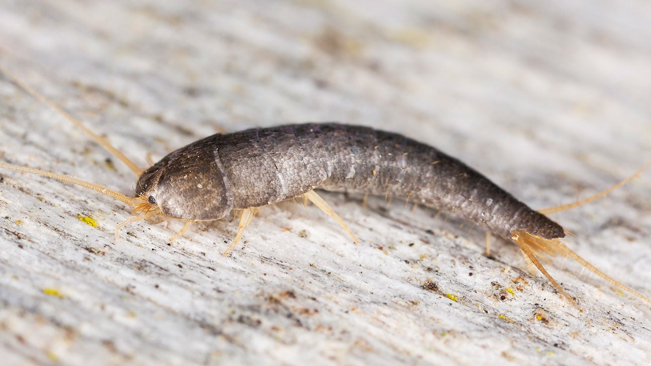 Do Silverfish Bite? Facts, Myths, and How to Get Rid of Them