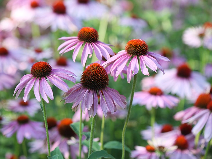 Can Echinacea Help You Fight the Common Cold?
