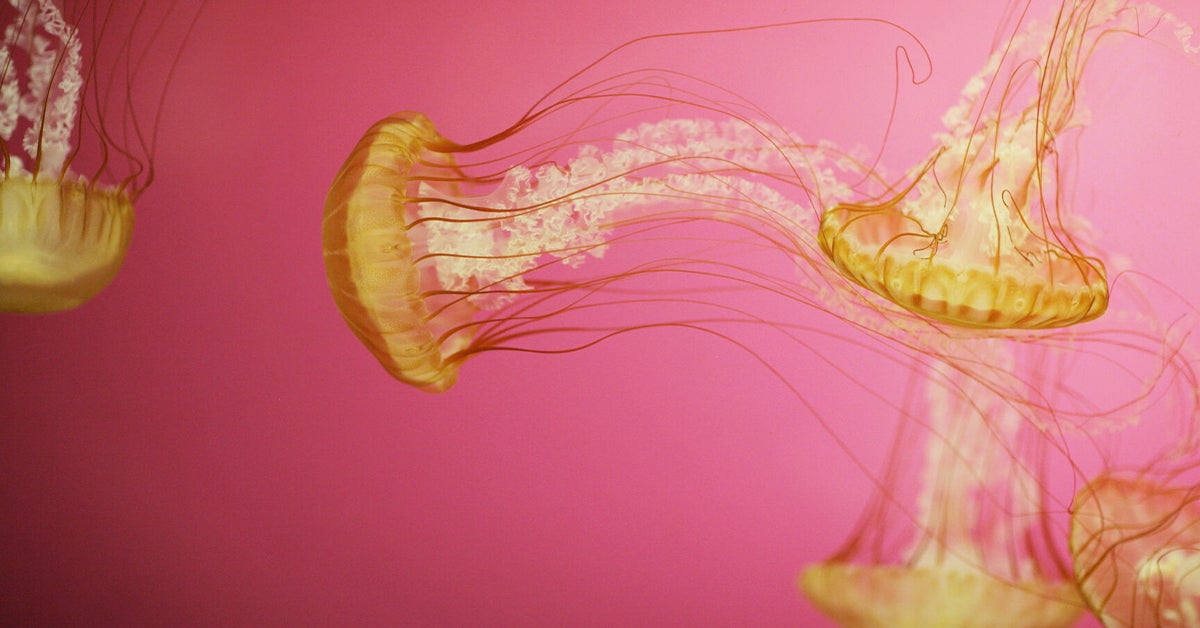 Can You Eat Jellyfish?