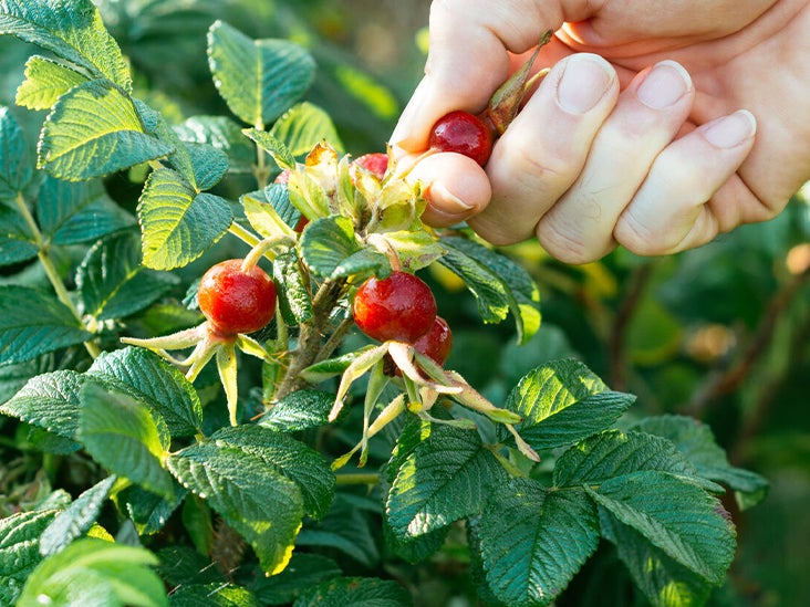 Rose Hips Benefits Forms Uses And Side Effects