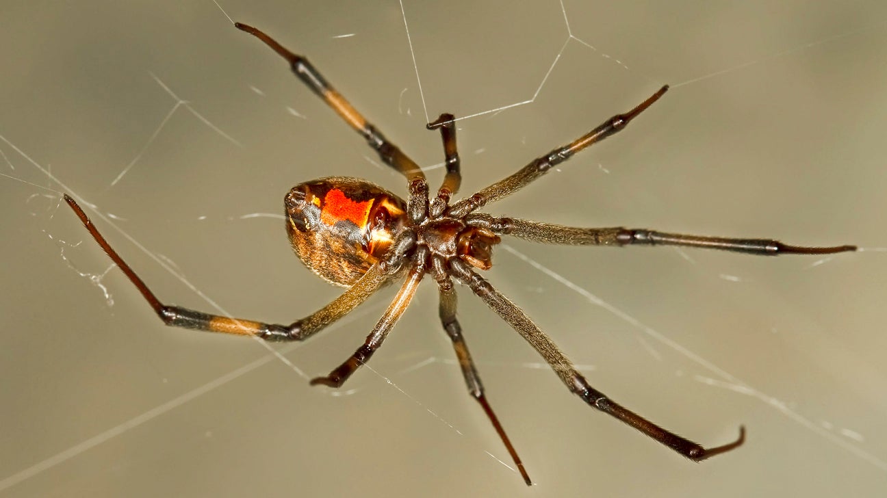 Brown Widow Bite Symptoms Treatment Prevention Pictures