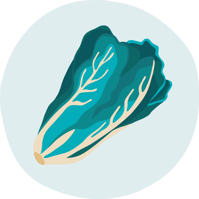 head of romaine lettuce