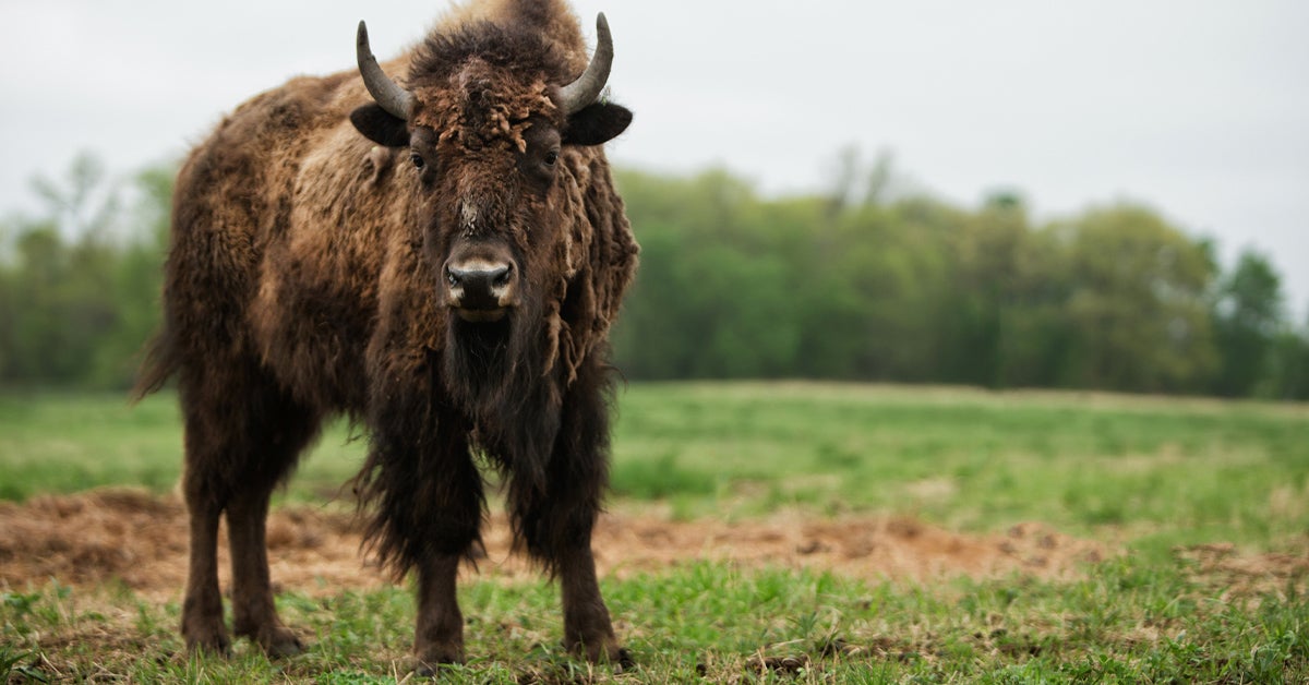 what is bison steak 