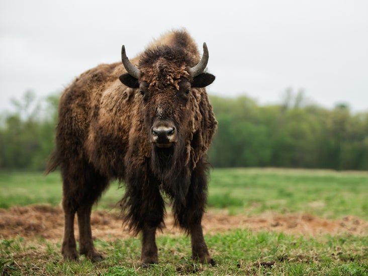 Bison Meat: Nutrition, Benefits, and How It Compares