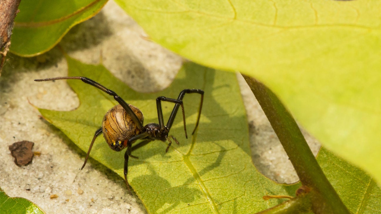 Brown Widow Spider Bite: Not as Dangerous as You Might Think