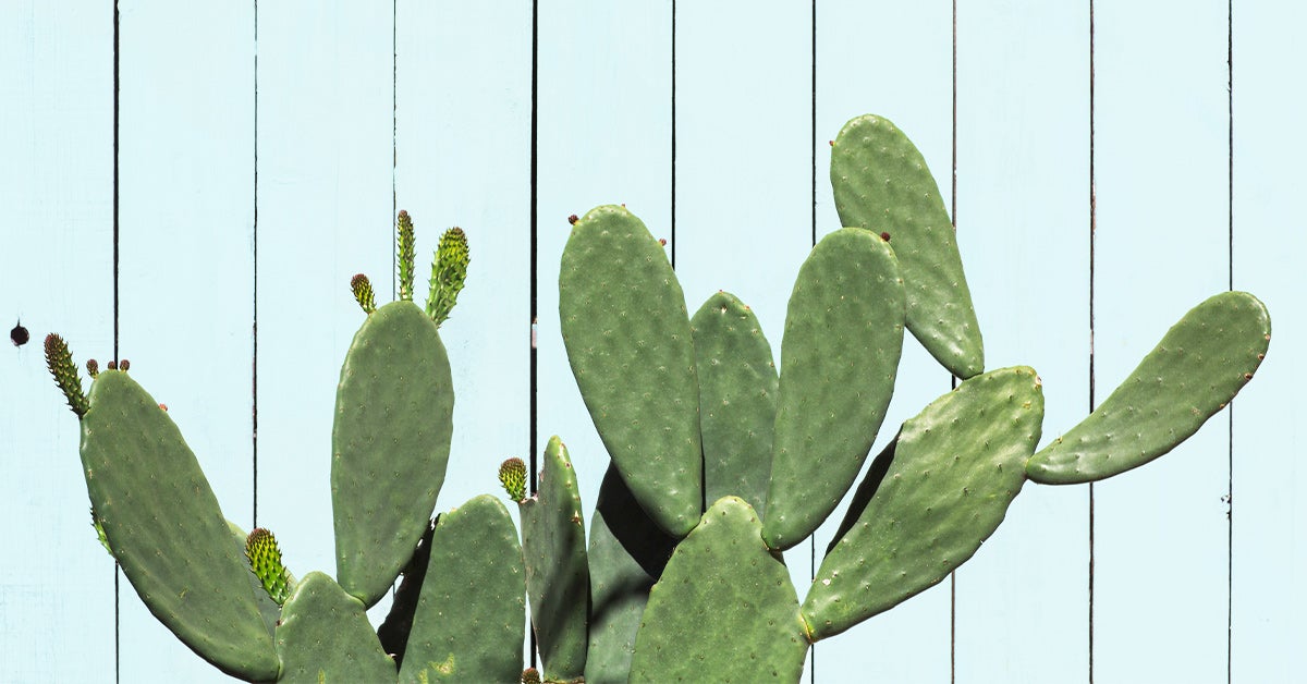 Is Cactus Water Good for You? - Healthline