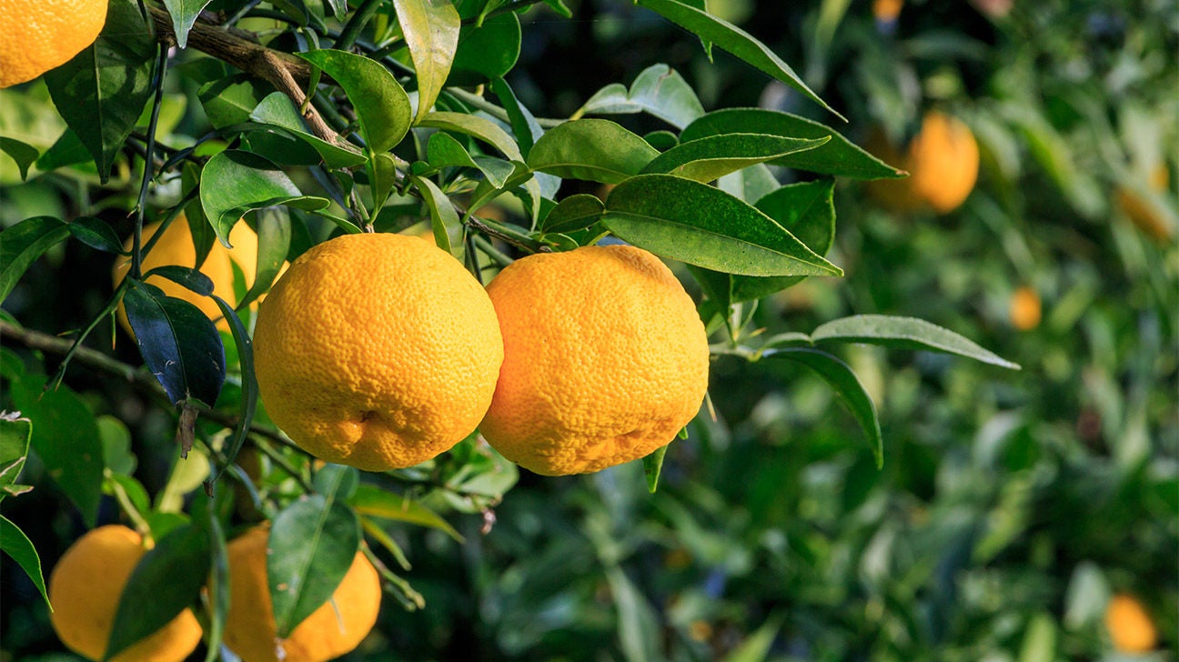 All About Yuzu: Nutrition, Benefits, How to Prepare It, and More