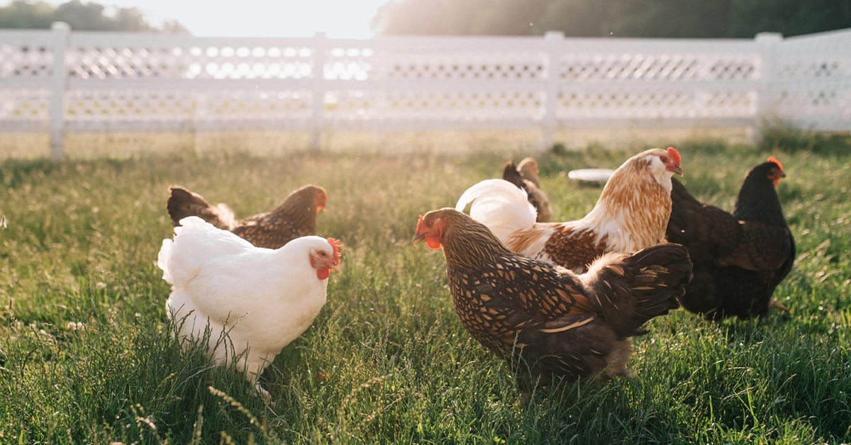 what-is-free-range-chicken