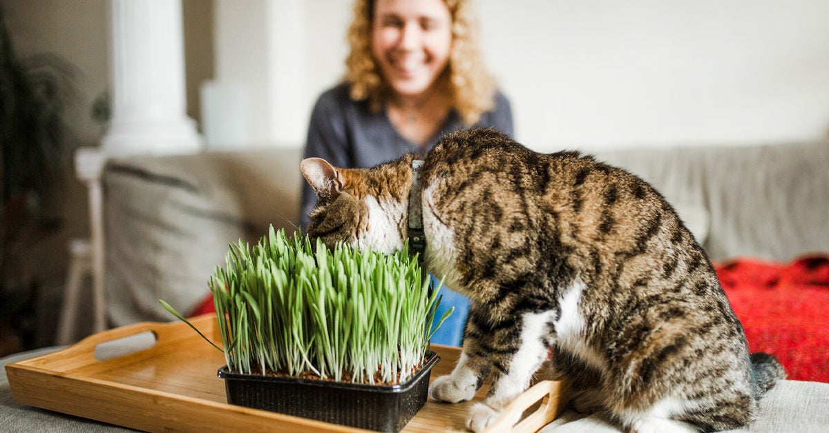 Can You Smoke Catnip? What Happens, Risks, and More