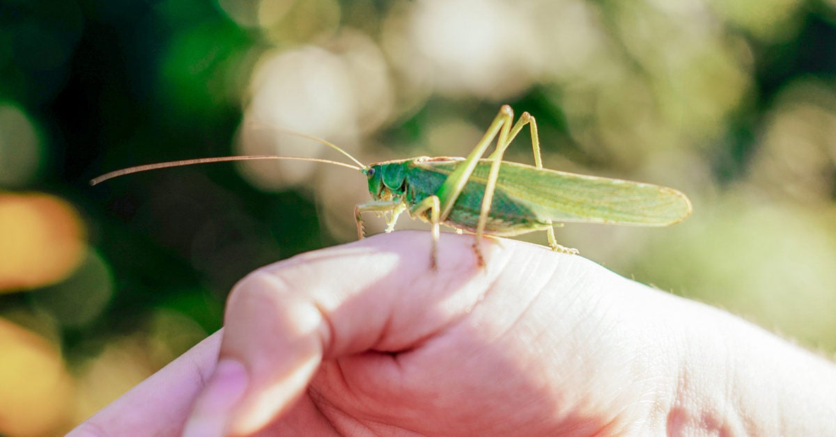 Vs grasshopper locust Locusts Vs