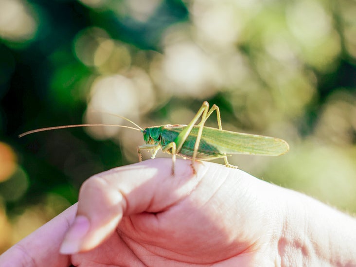 Do Grasshoppers Bite Facts And Potential Side Effects