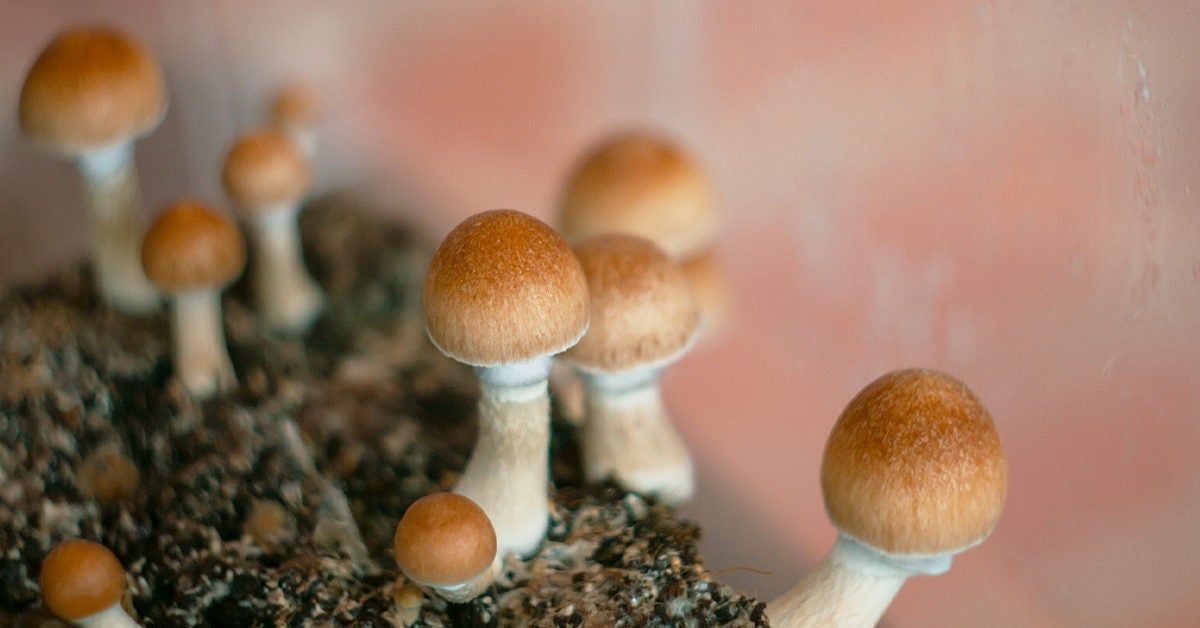 How safe are magic mushrooms