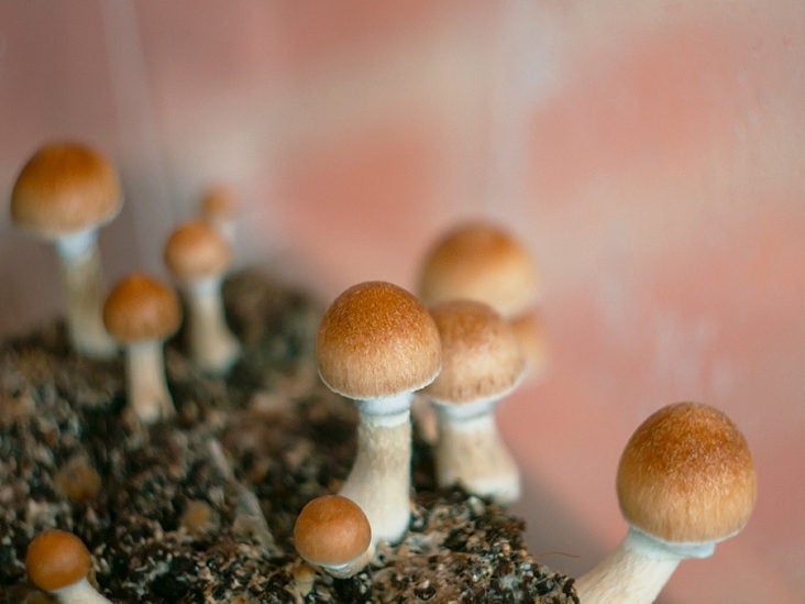 Is it legal to buy psychedelic mushroom spores