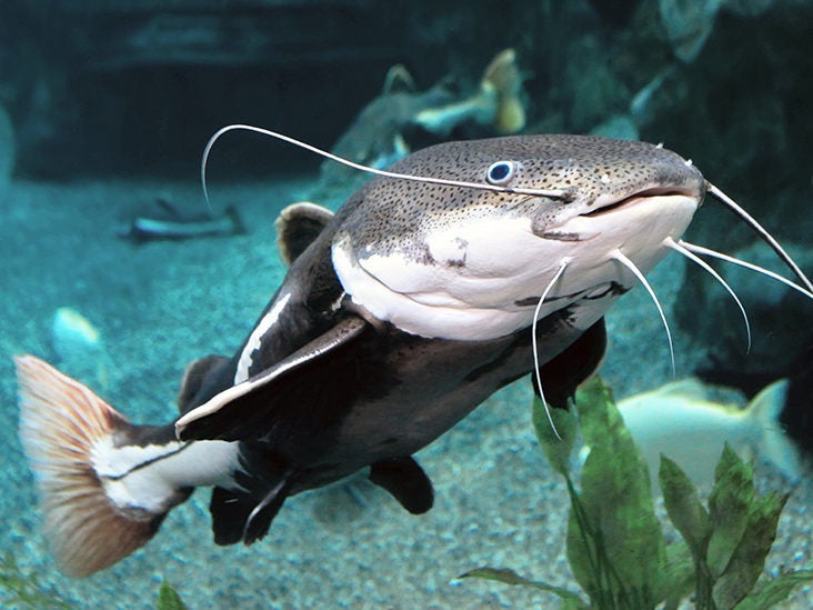 Is Catfish Healthy? Nutrients, Benefits, and More