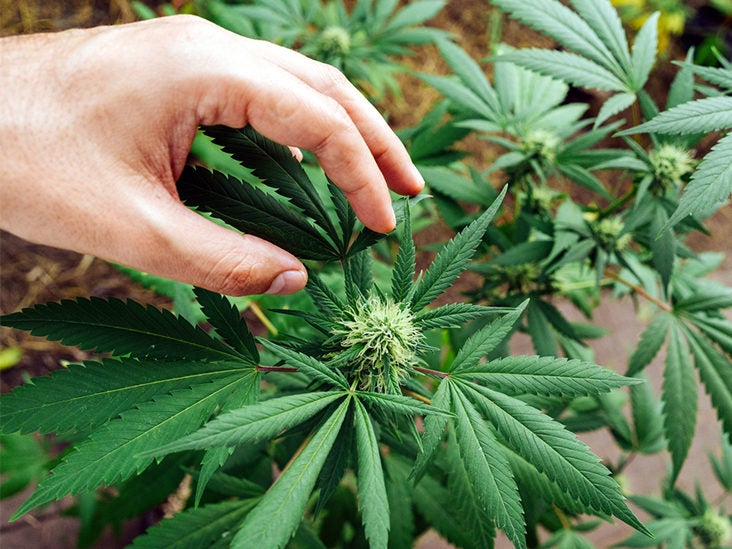 Your Beginner Guide to Marijuana Strains