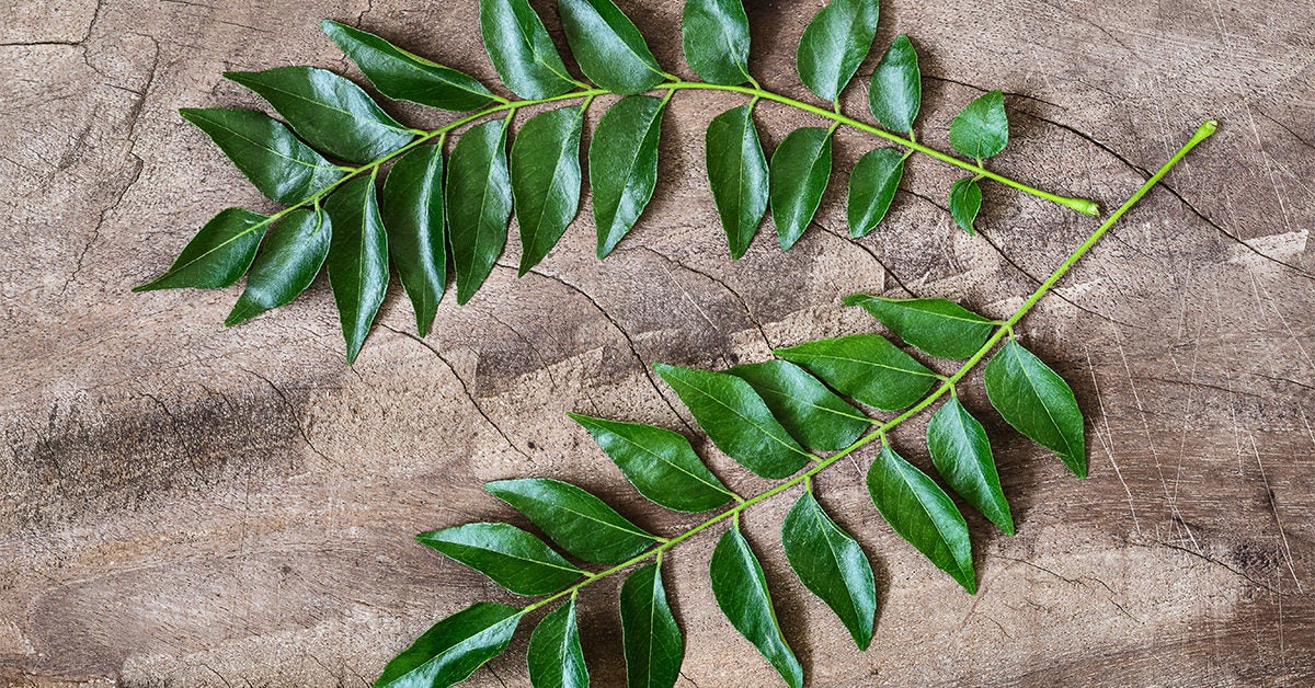 What is Curry Leaves Tree 