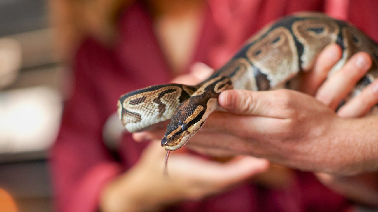 Pet stores that sales sell ball pythons