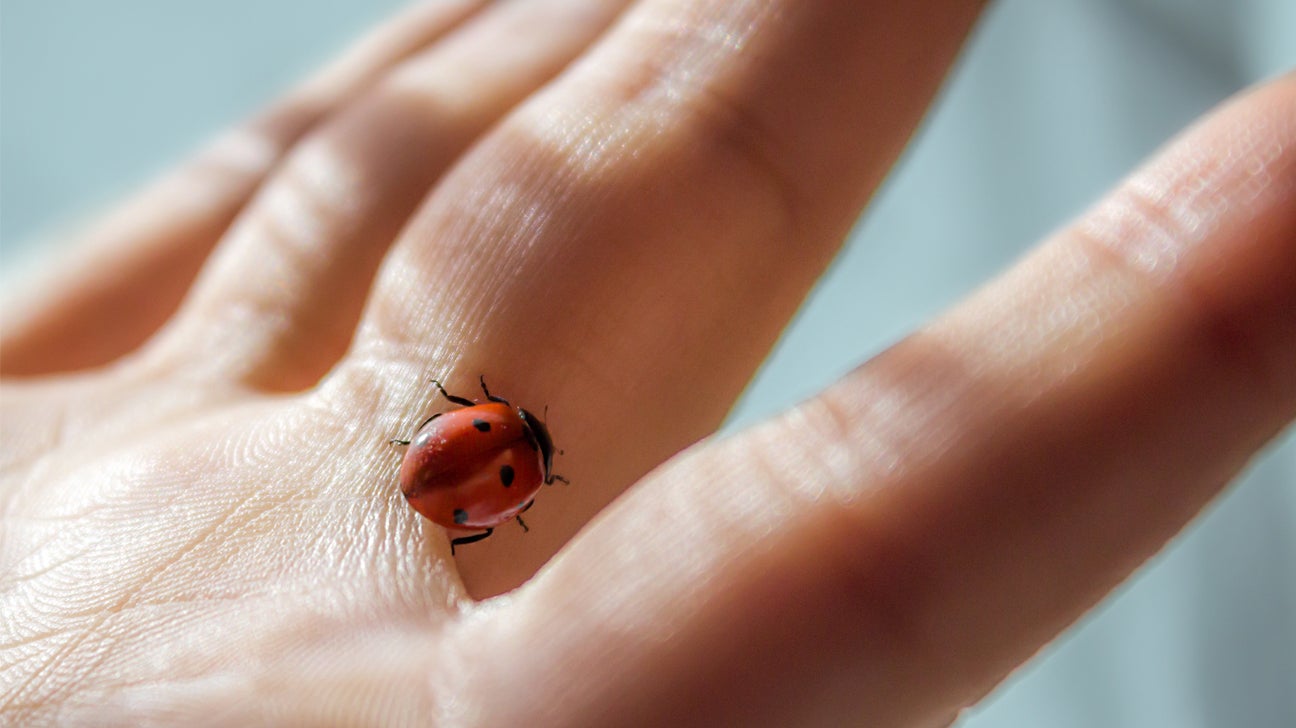 Do Ladybugs Bite? Facts and Potential Side Effects