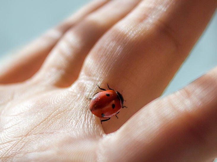Do Ladybugs Bite Facts And Potential Side Effects