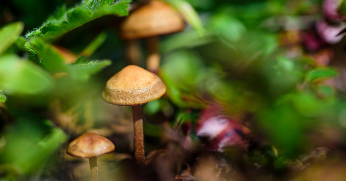 how to find magic mushrooms