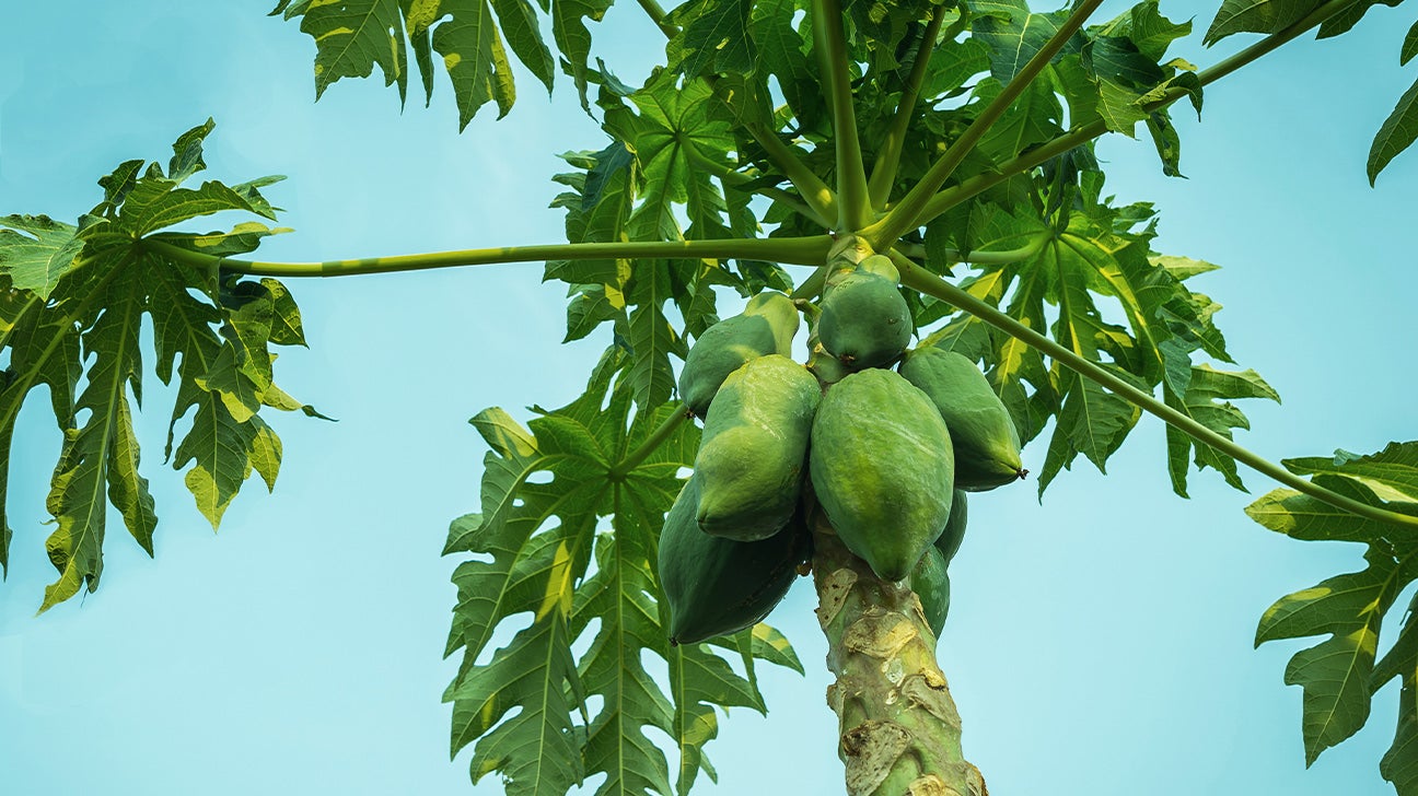 7 Emerging Benefits and Uses of Papaya Leaf