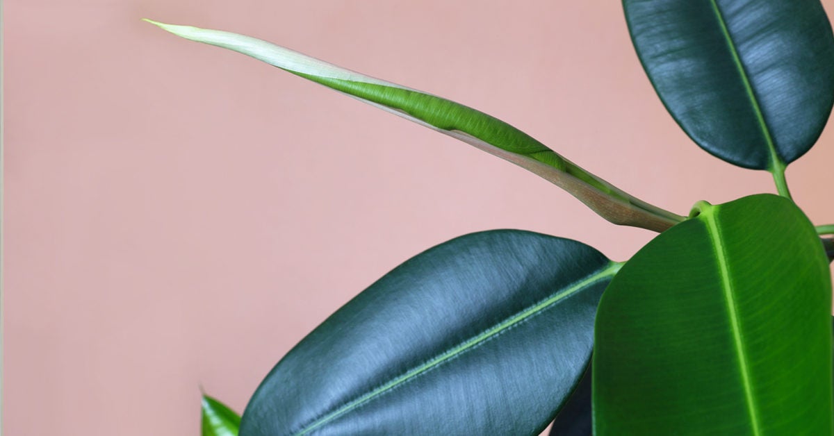 Humidifying Plants: 12 Houseplants for Dry Indoor Air