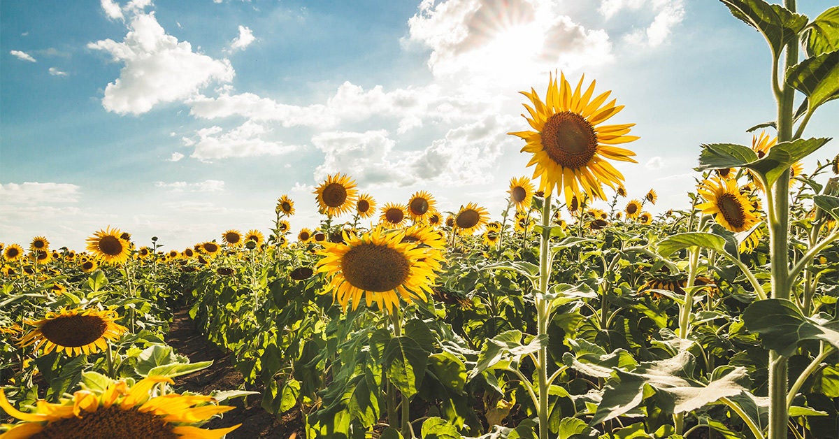 Is Sunflower Oil Healthy?