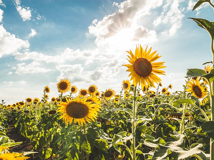 What Is Sunflower Oil Made Of