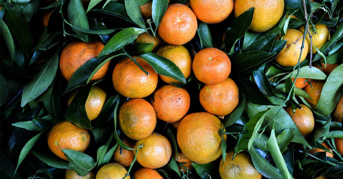 tangerine and mandarin