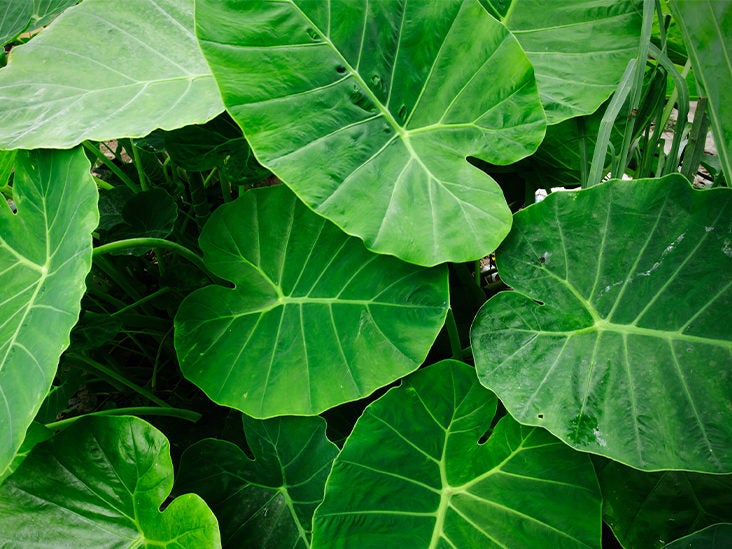 Taro Leaves: Nutrition, Benefits, and Uses