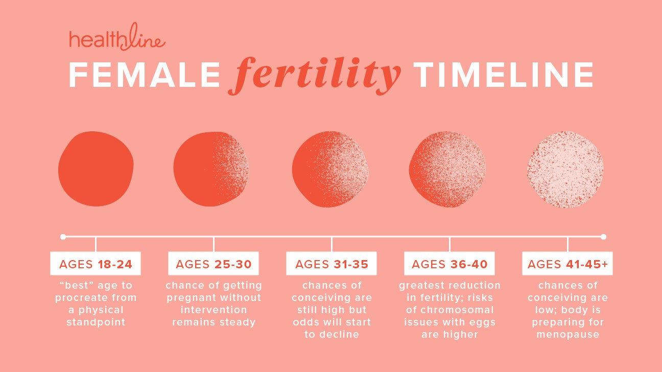 A Breakdown of the Fertility Timeline