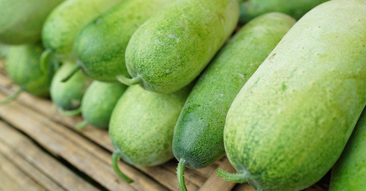 What Is Bottle Gourd In Tagalog