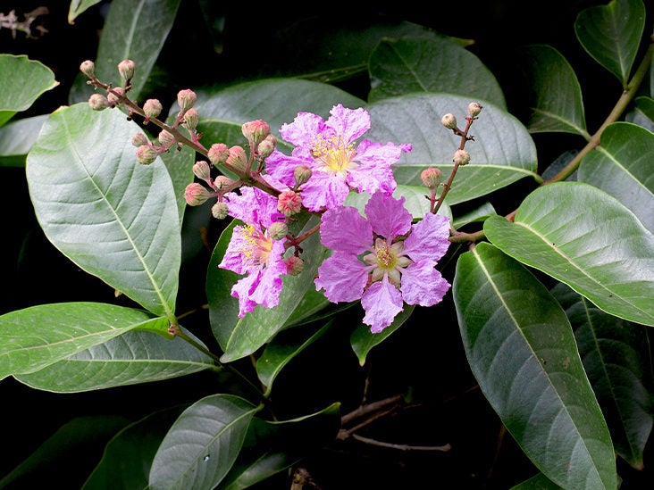 What Are Banaba Leaves? All You Need to Know