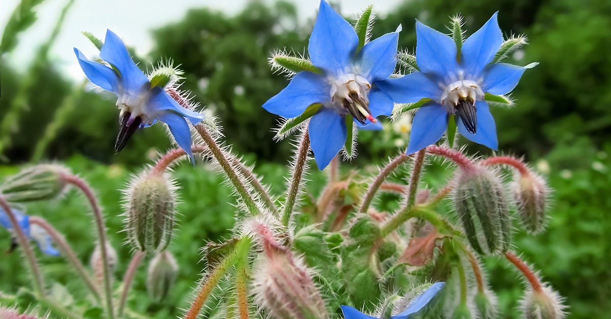 Image of Borage and herbs