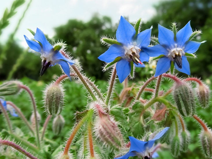 VIDEO Borage Oil for Hair Growth Health Benefits Research Findings
