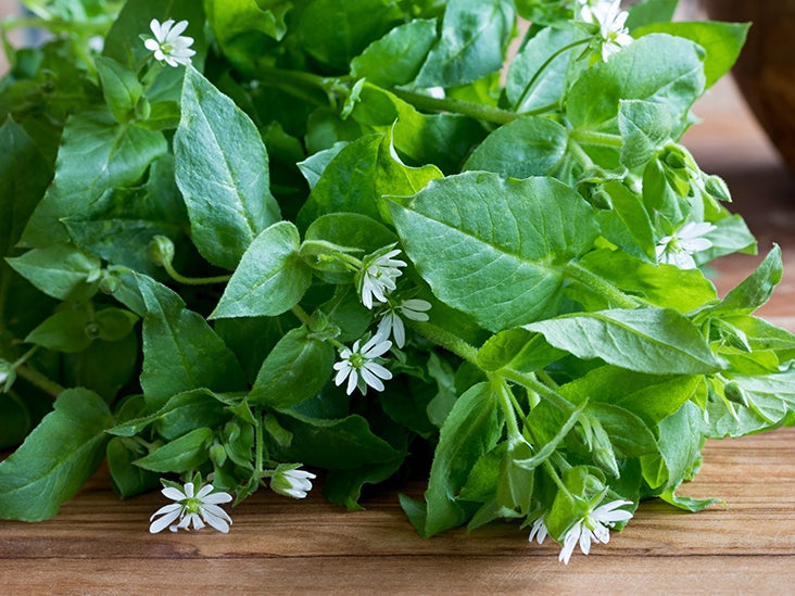 Image of Chickweed medicinal weed