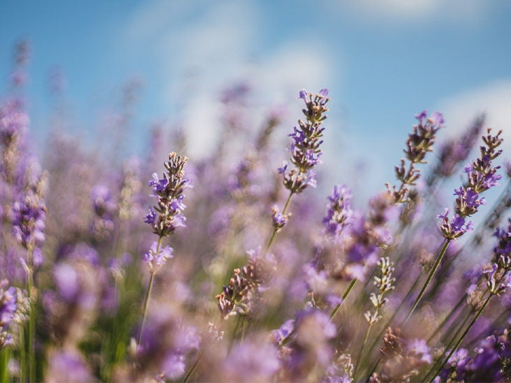 4 Benefits and Uses of Lavender Tea and Extracts