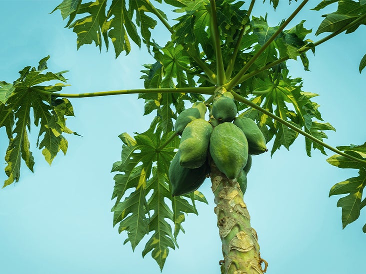Are papaya trees self fruit filling